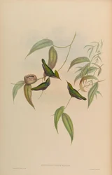 Orthorhynchus exilis = Orthorhynchus cristatus exilis